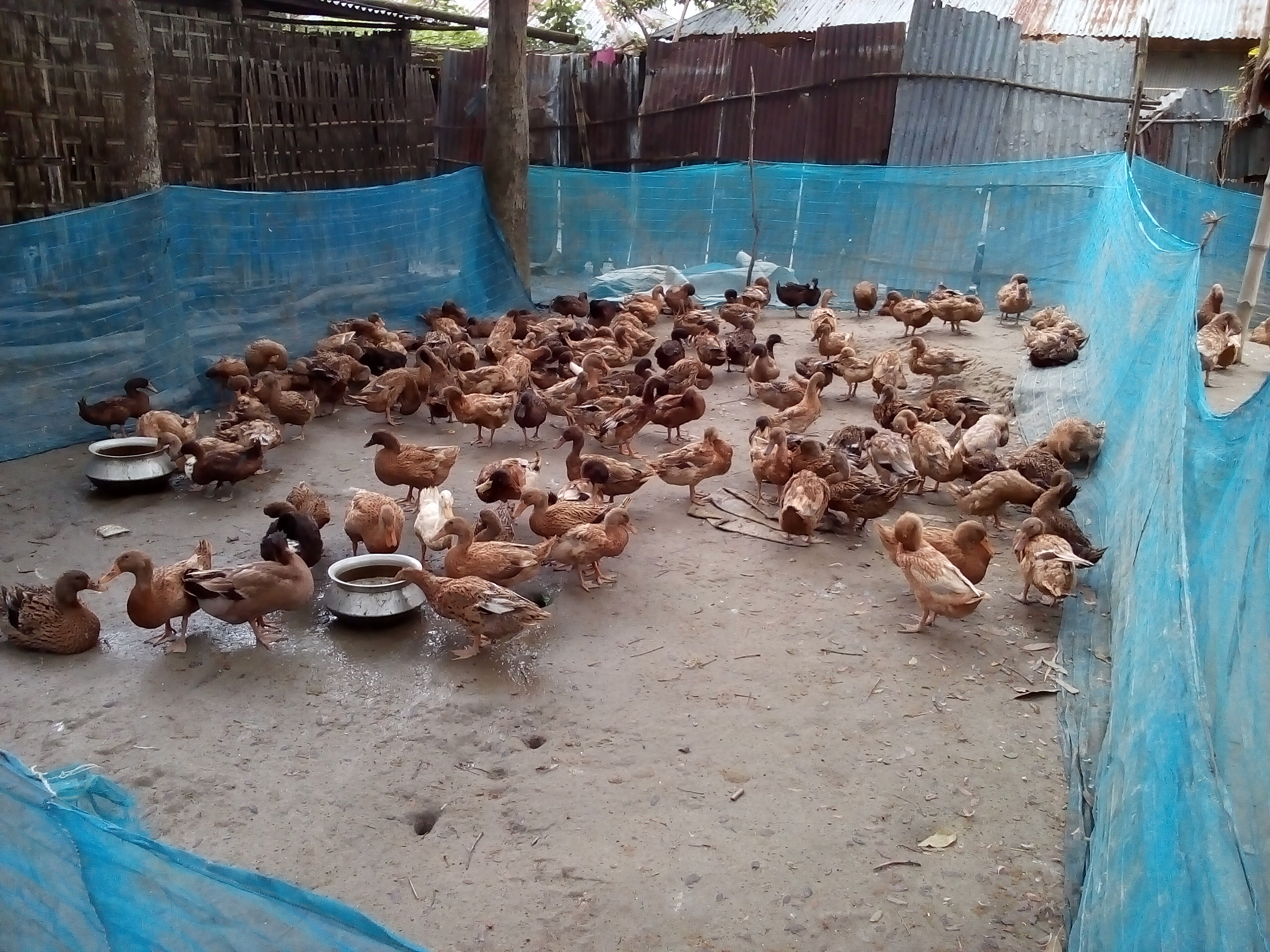 উন্নত জাতের হাঁসের খামার