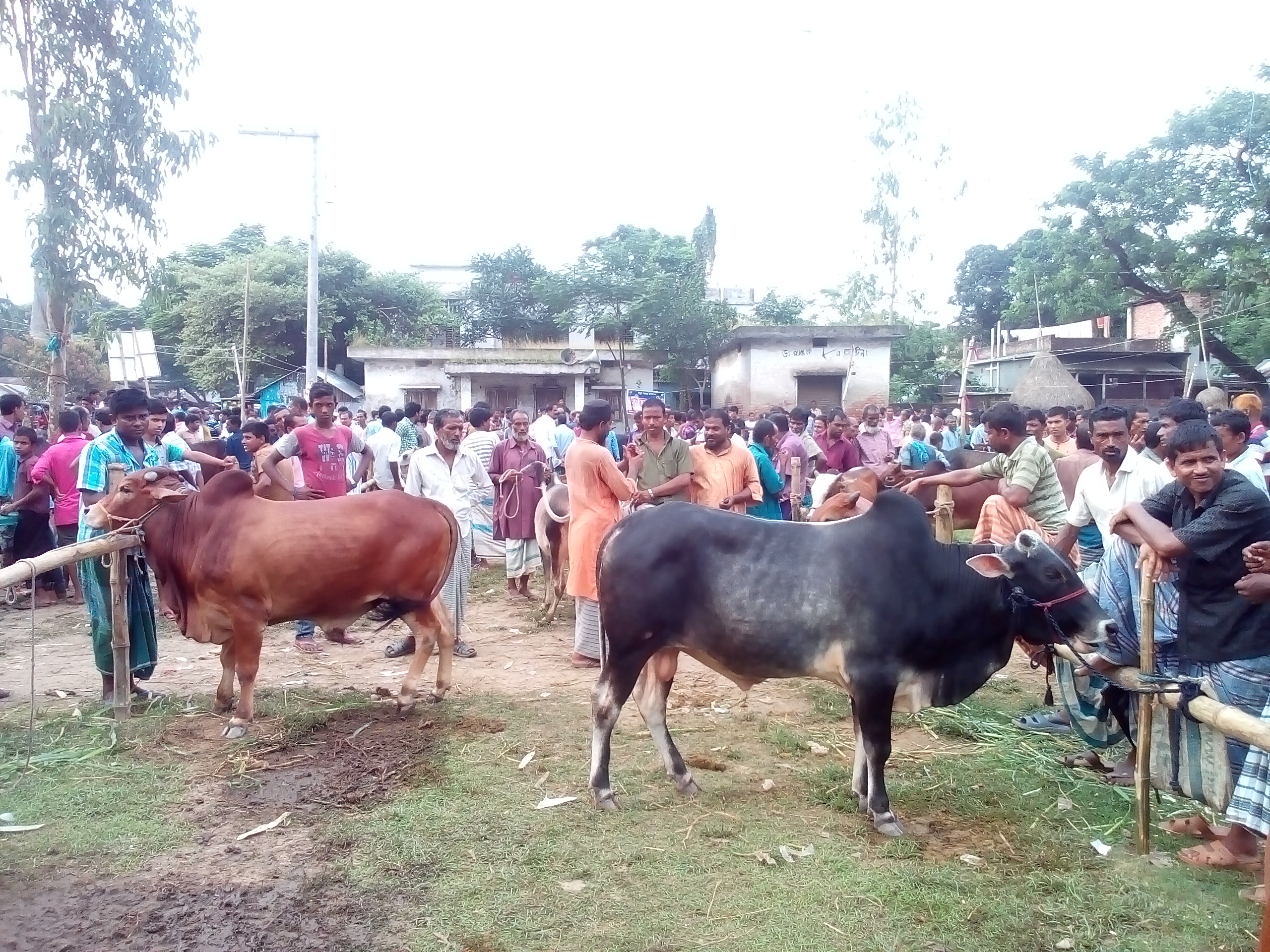 কোরবানীর পশুর হাটে