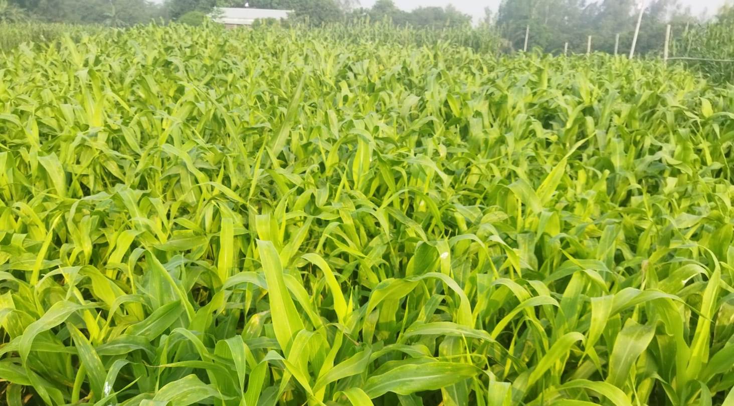 ব্যানার ৩