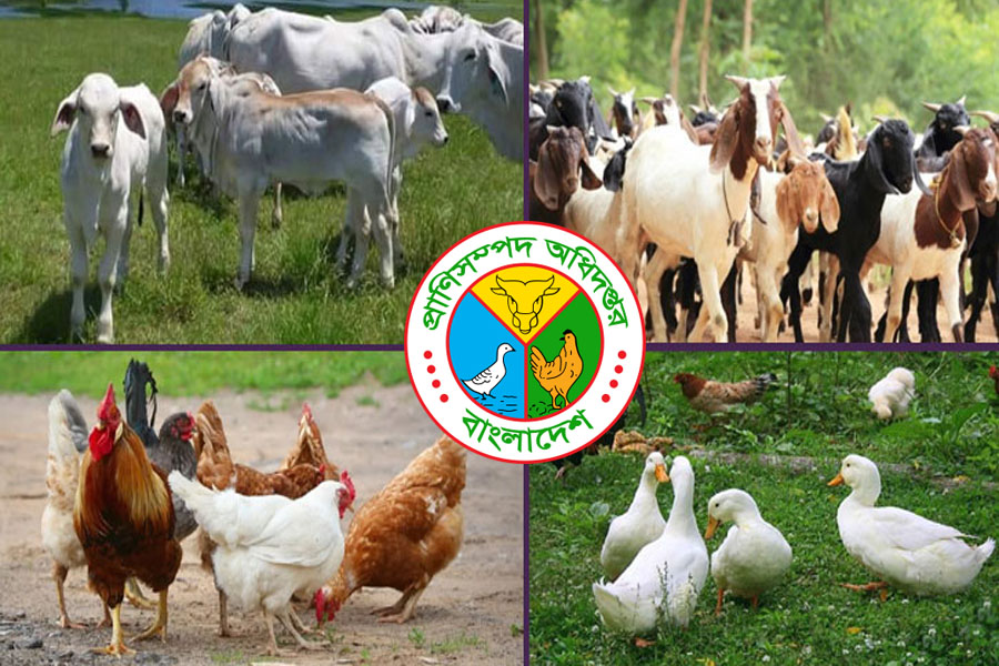 প্রাণিসম্পদ ও ডেইরী উন্নয়ন প্রকল্প