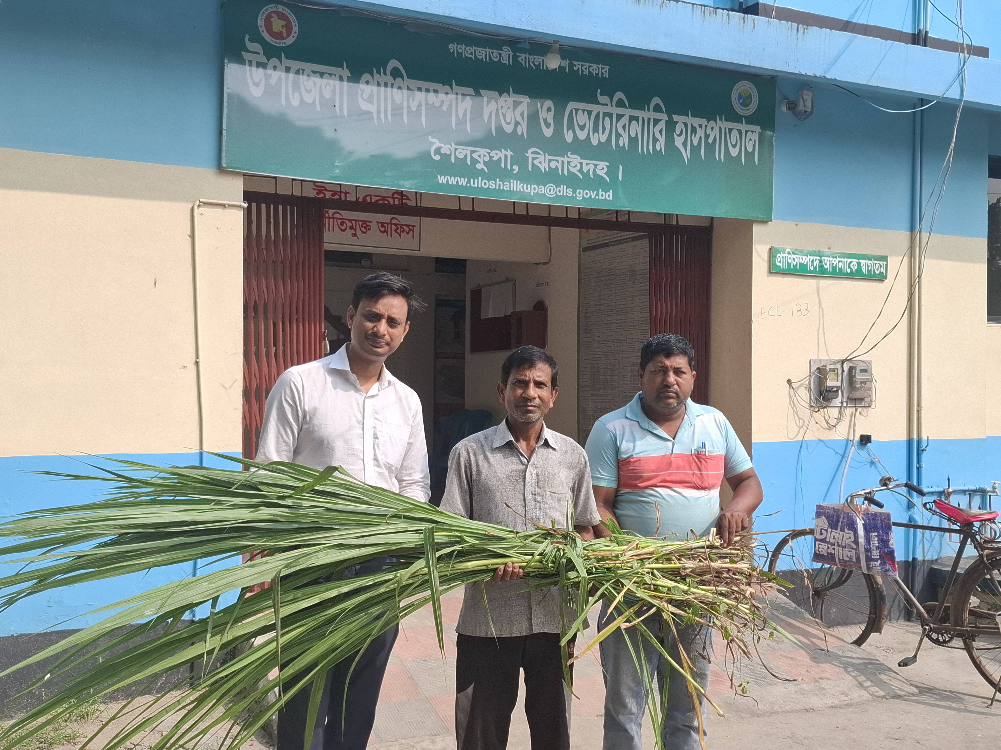 ঘাসের কাঠিং বিতরন