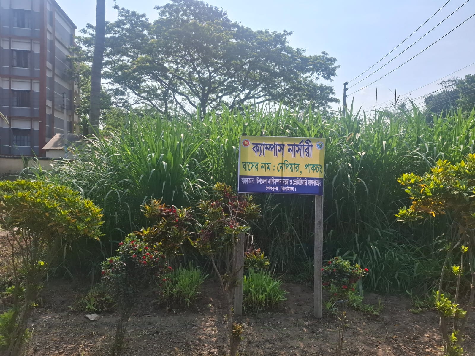 বিশ্ব এন্টিমাইক্রোবিয়াল সচেতনতা সপ্তাহ