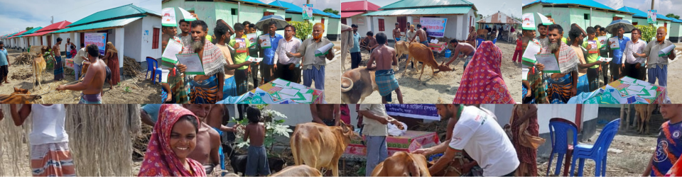 আশ্রয়ন প্রকল্পে গবাদি পশুর টিকা প্রদান, কৃমিনাশক বিতরণ ও সচেতনতা মূলক লিফলেট বিতরণ।
