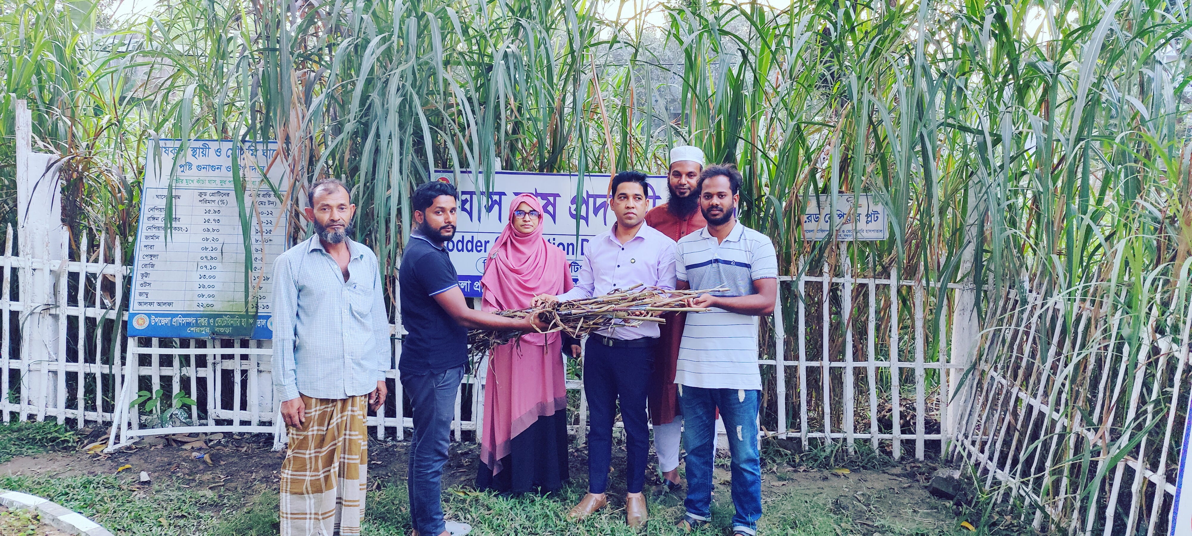 ঘাস চাষ সম্প্রসারণের লক্ষ্যে বিনামূল্যে ঘাসের কাটিং সরবরাহ