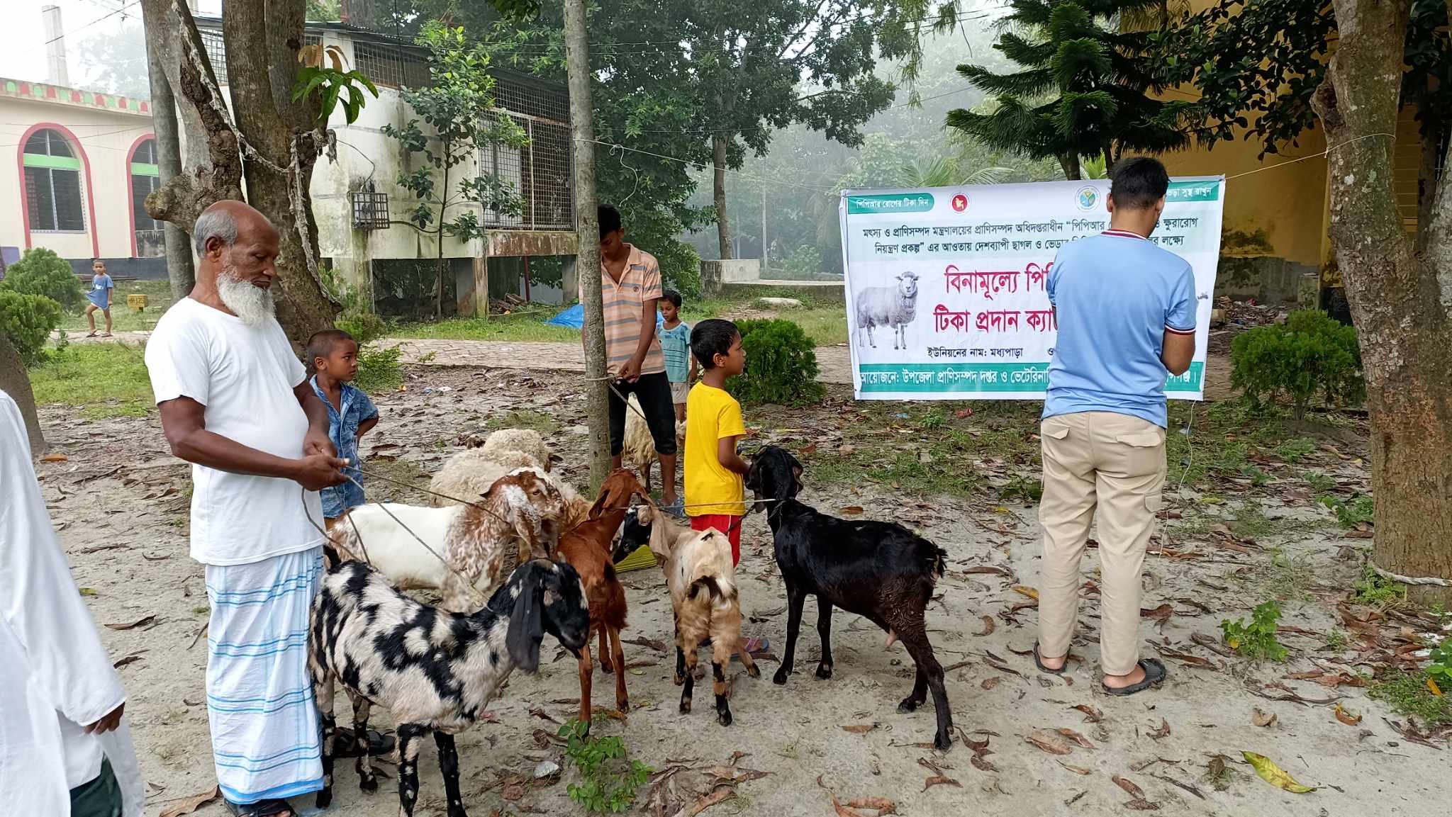 পিপিআর রোগের টিকা প্রদান