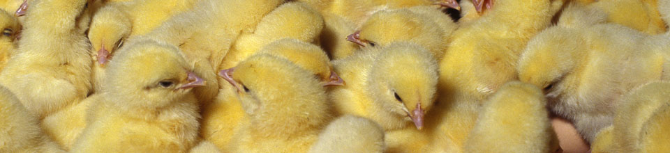 Chicks
