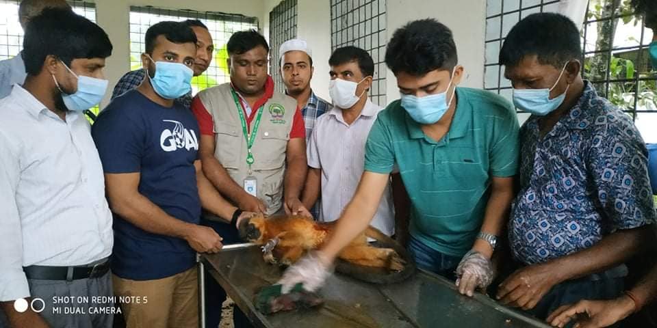 বন বিভাগের উদ্ধারকৃত বন্য প্রাণি চিকিৎসা প্রদান 2021