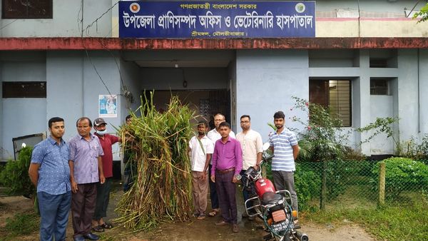 উন্নত জাতের ঘাসের কাটিং বিতরন