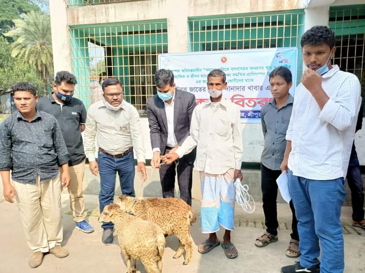 ক্ষুদ্র নৃগোষ্ঠির মধ্যে ভেড়া বিতরন।