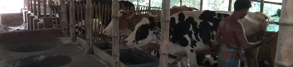 গাভীর খামার