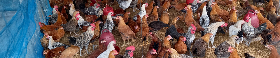 মুরগি পালন