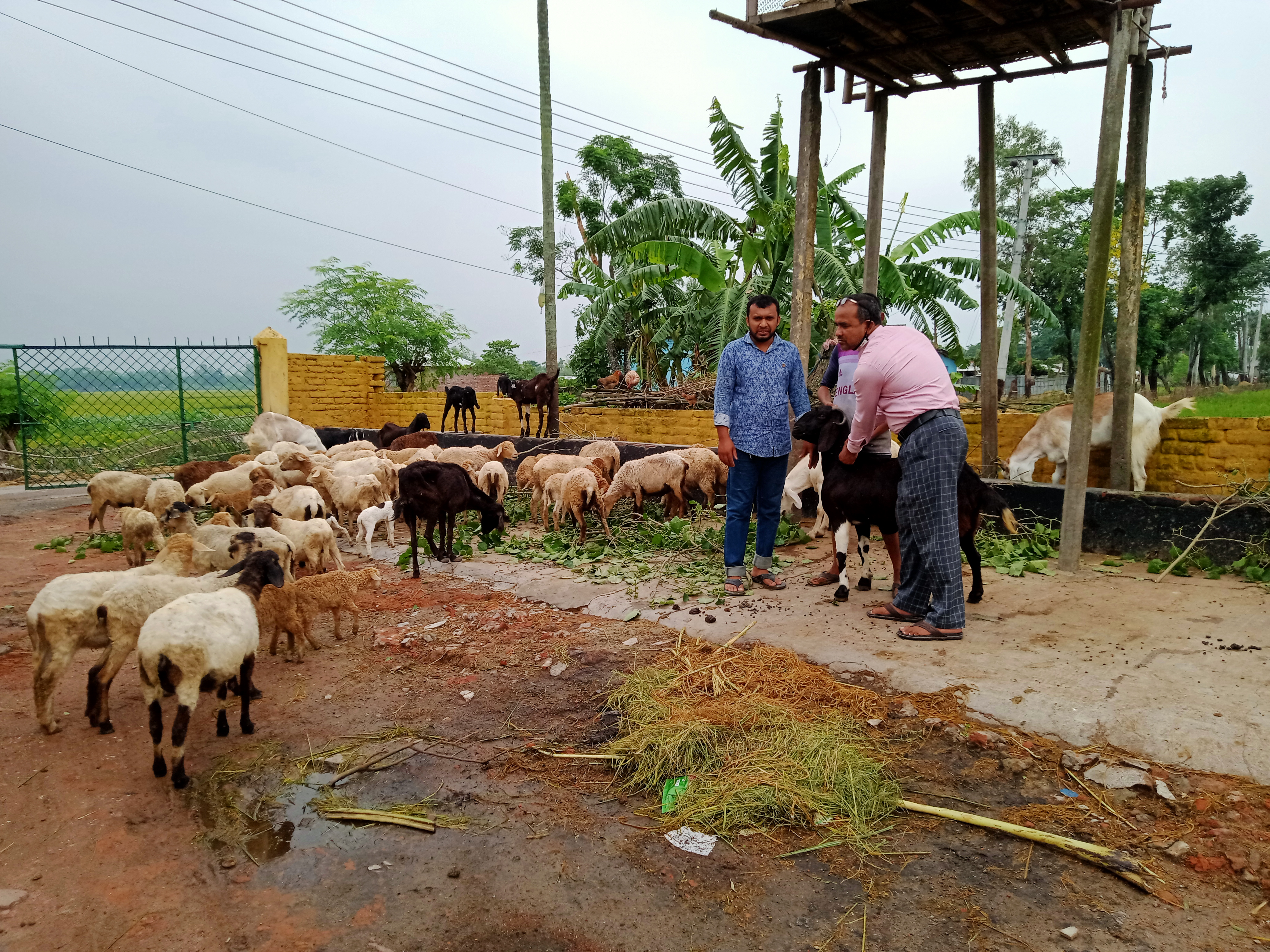 ছাগল ভেড়ার টিকা প্রদান