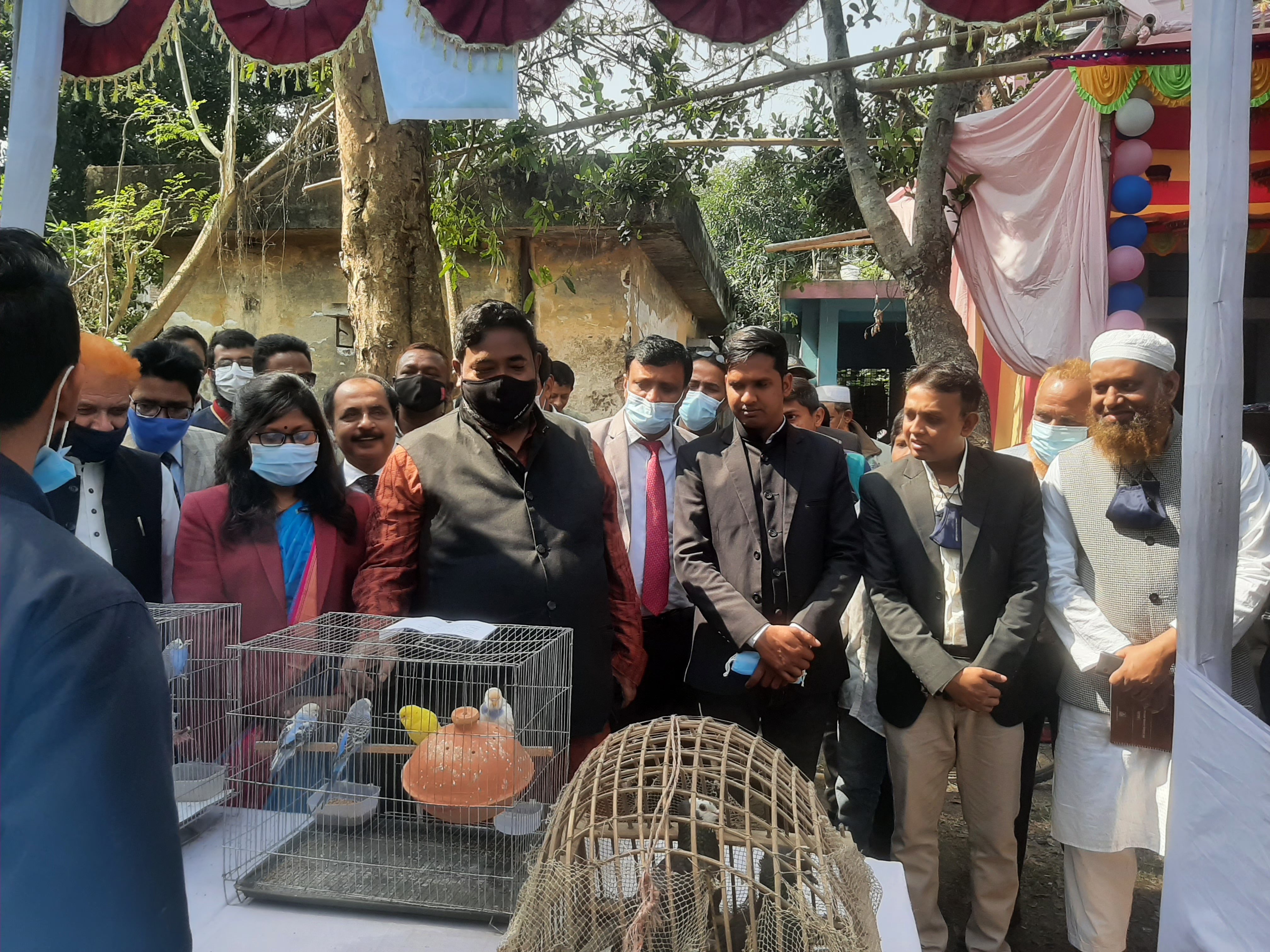 pranosompod prodorsoni