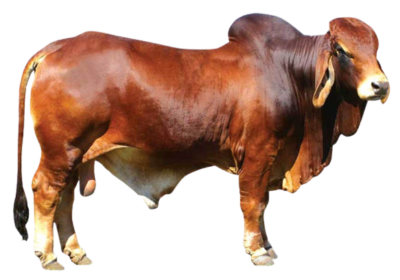 প্রকল্প সমূহ