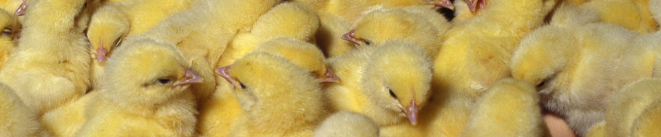 মুরগি-বাচ্চা