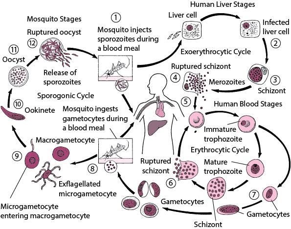 Plasmodium life cycle