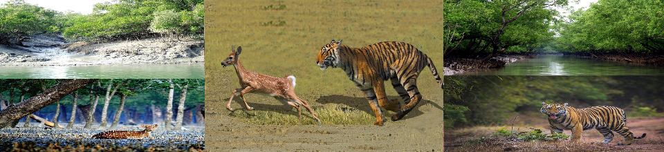 সুন্দরবন