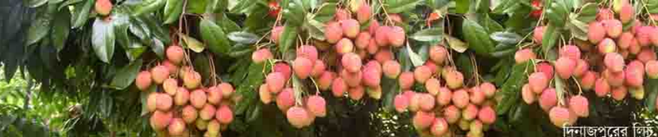 লিচু