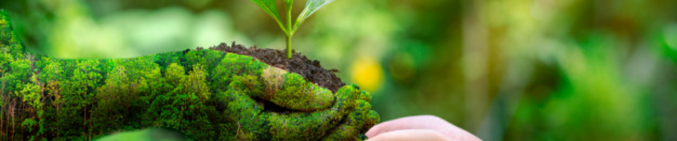 বিশ্ব পরিবেশ দিবস