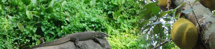 কাঠাল