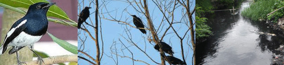 পরিবেশ
