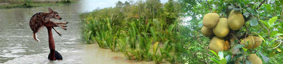 প্রকৃতি