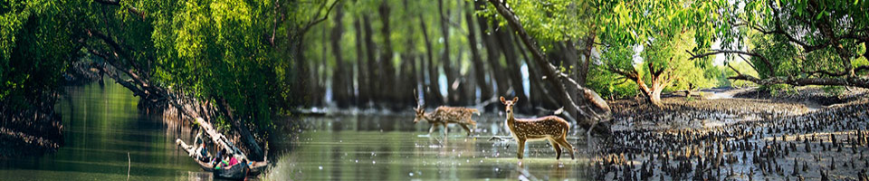 পরিবেশ ও বাংলাদেশ