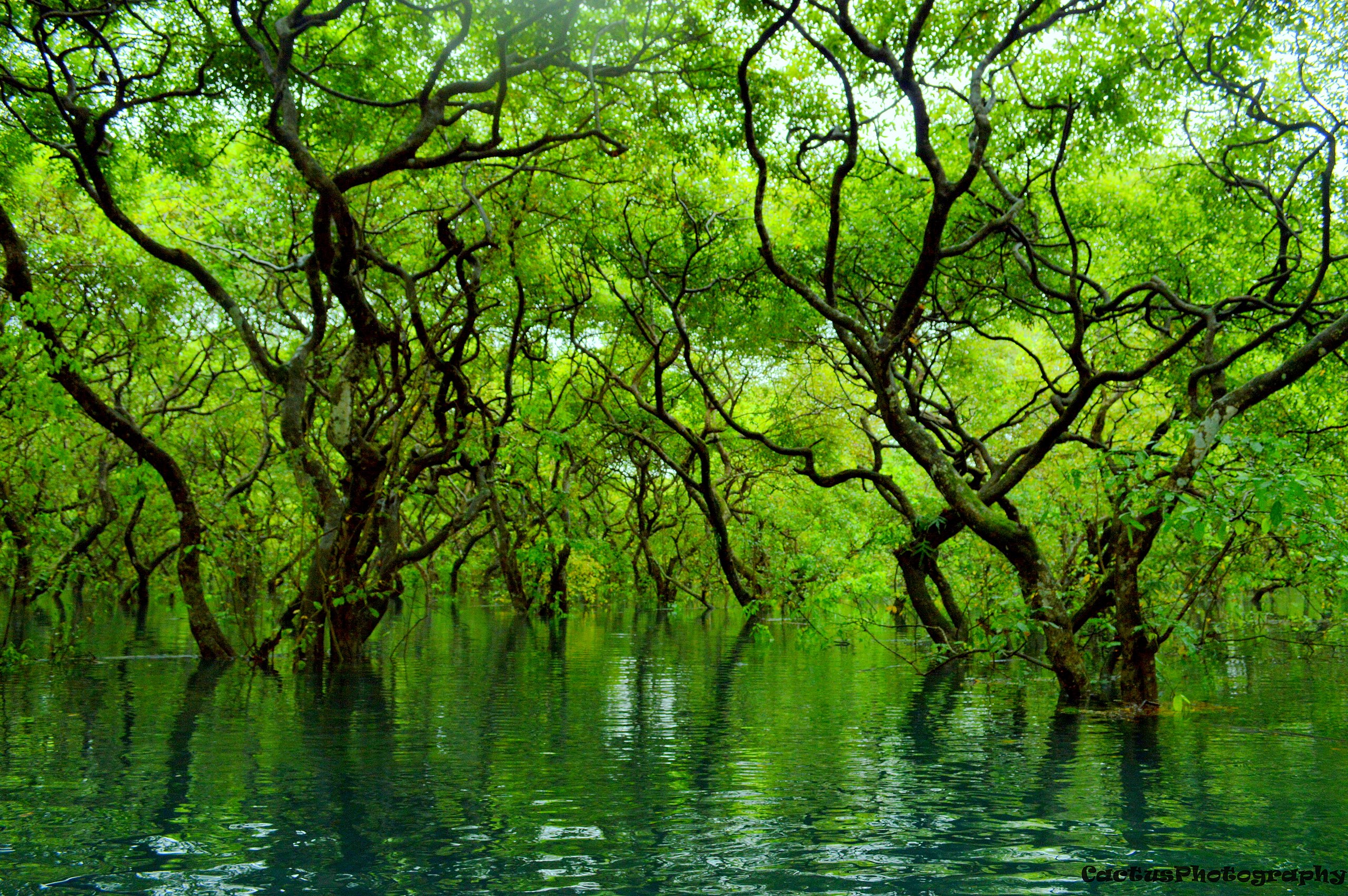 রাতারগুল জলাবন