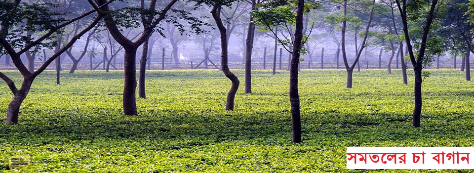 সমতলের চা বাগান
