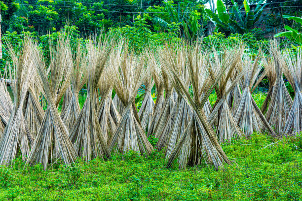 পাট