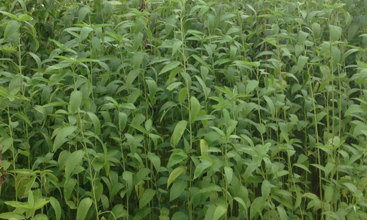 পাট