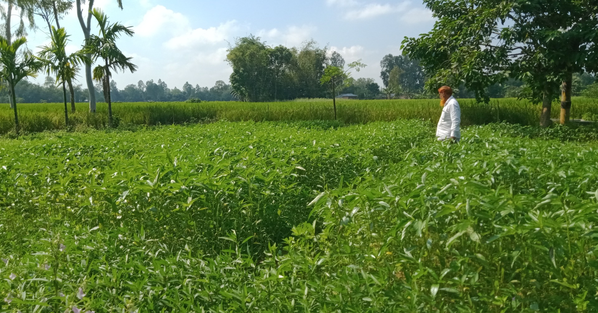 পাটবীজ ক্ষেত