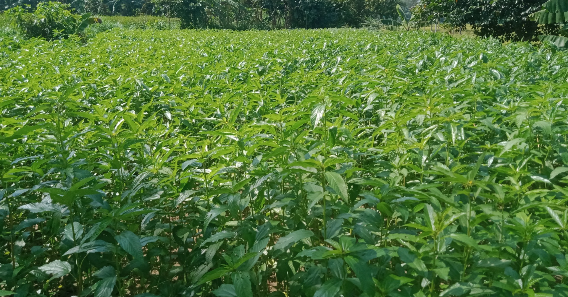 পাটবীজ ক্ষেত ২