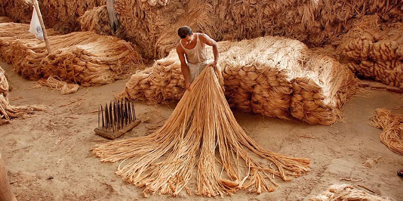 পাট উৎপাদন