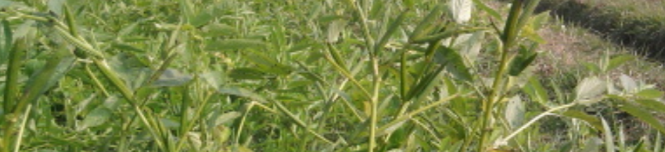 পাট