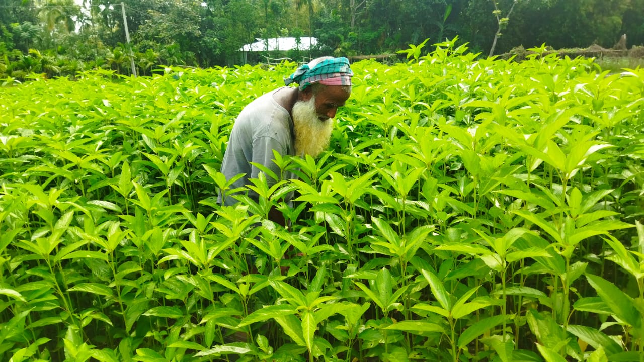 মুখ্য পরিদর্শকের কার্যালয়,পাট অধিদপ্তর, লালমনিরহাট
