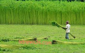 ব্যানার ১