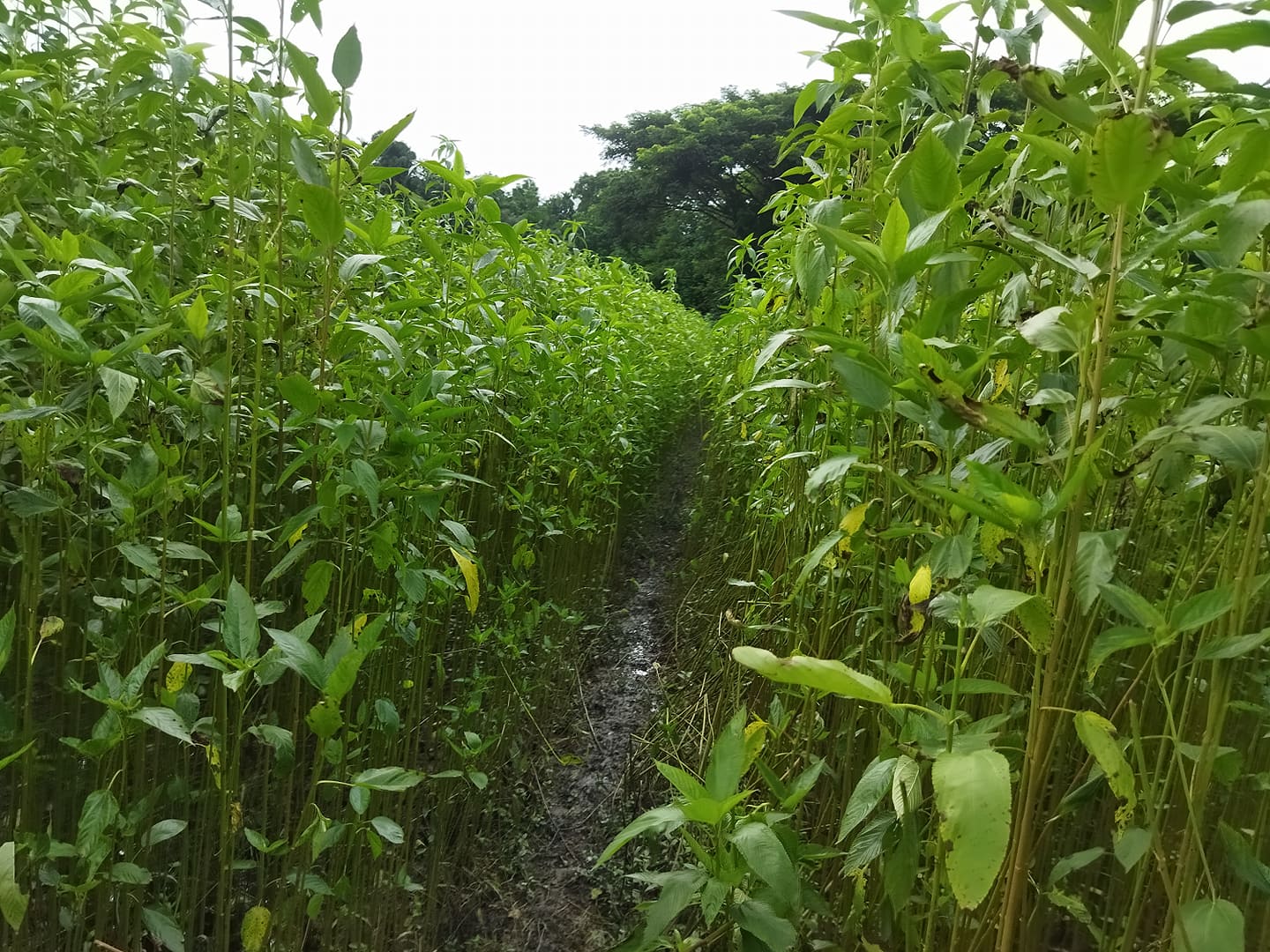 বাংলাদেশ