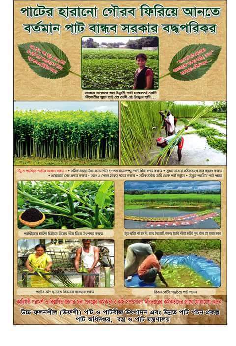 আধুনিক পদ্ধতিতে পাট চাষ