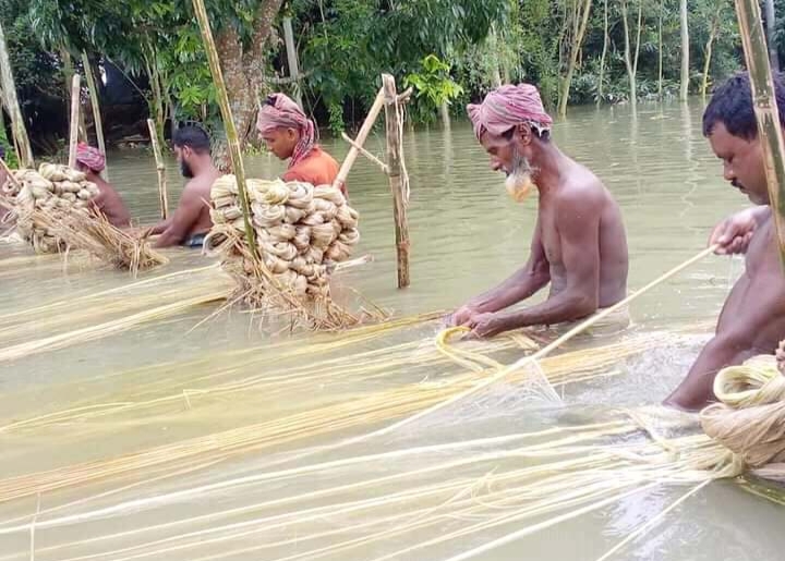 সোনালী আঁশ পাট সংগ্রহ