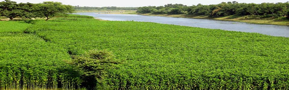 উপজেলা পাট উন্নয়ন কর্মকর্তার কার্যালয়, শেরপুর সদর, শেরপুর