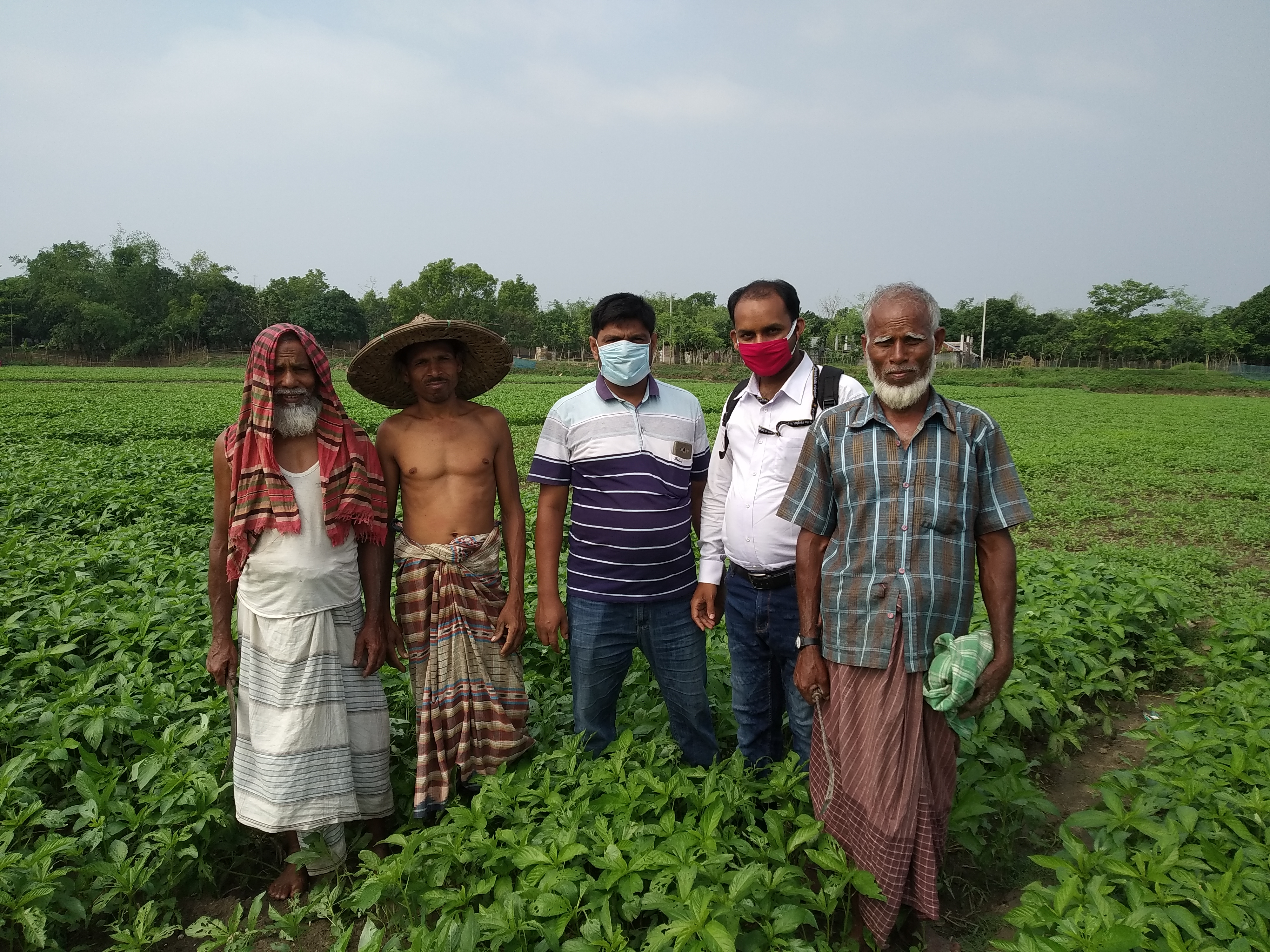 পাট ক্ষেত,বিনোদপুর 