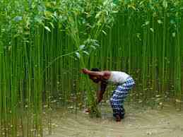 উন্নত জাতের পাট