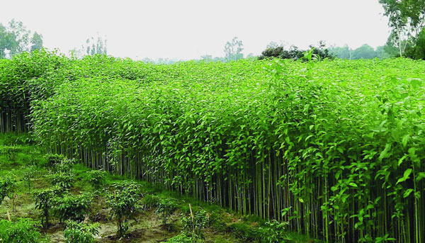 জুট