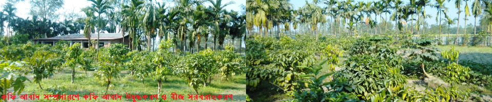 ডোমার উপজেলায় কফি আবাদ সম্প্রসারণে উদ্বুদ্ধকরণ ও বীজ সরবরাহকরণ কার্যক্রম