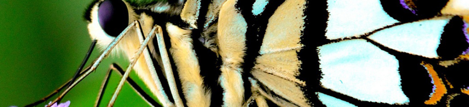 বই বিতরণ উত্সব