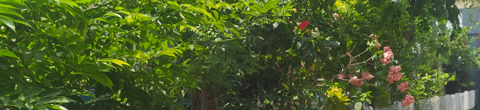 ফুলের বাগান
