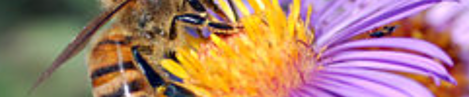 উন্নয়ন্ মেলা