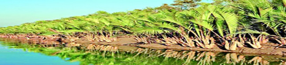 সুন্দরবন