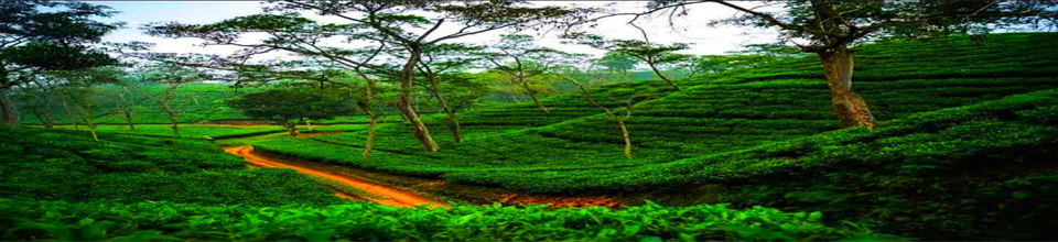 সিলেট চা বাগান